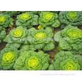 Resistance to cold hybrid green cabbage seeds for growing-Dongju